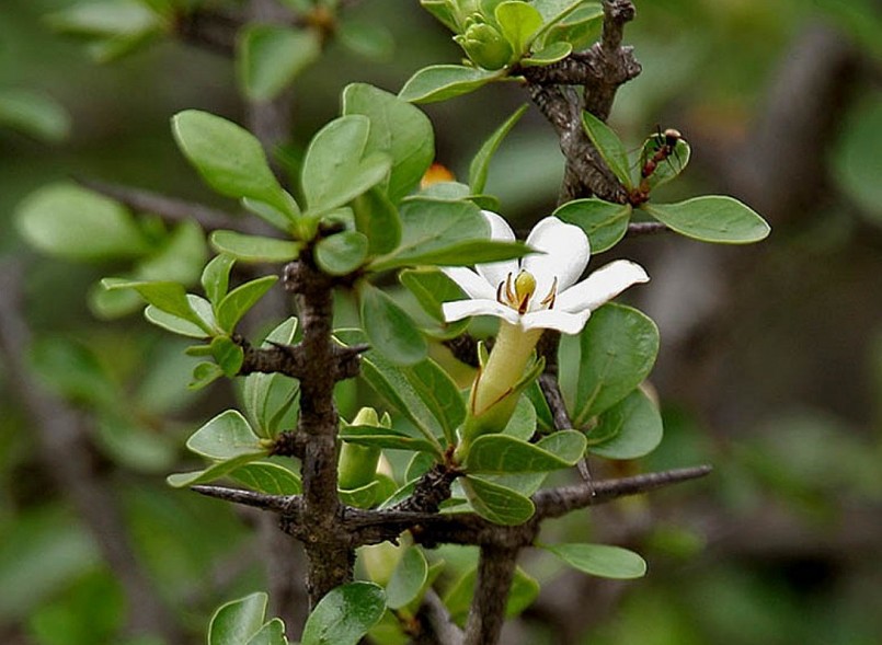 Cây Tu Hú Rừng Gallery 2