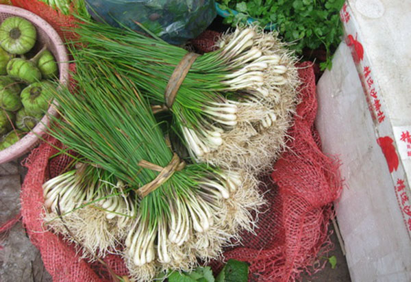 Củ Kiệu Là Gì? Gallery 2