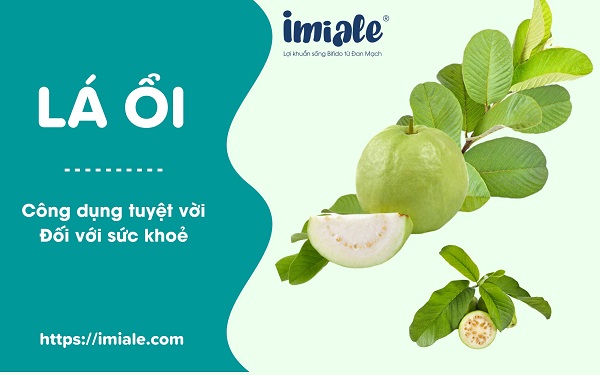 Đọt ổi có tác dụng gì? Gallery 1