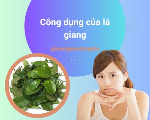 Giang Xảo: Công Dụng, Cách Sử Dụng Và Những Lưu Ý Quan Trọng Gallery 2