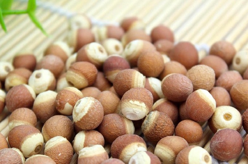 Hạt Khiếm Thực Là Hạt Gì? Gallery 2