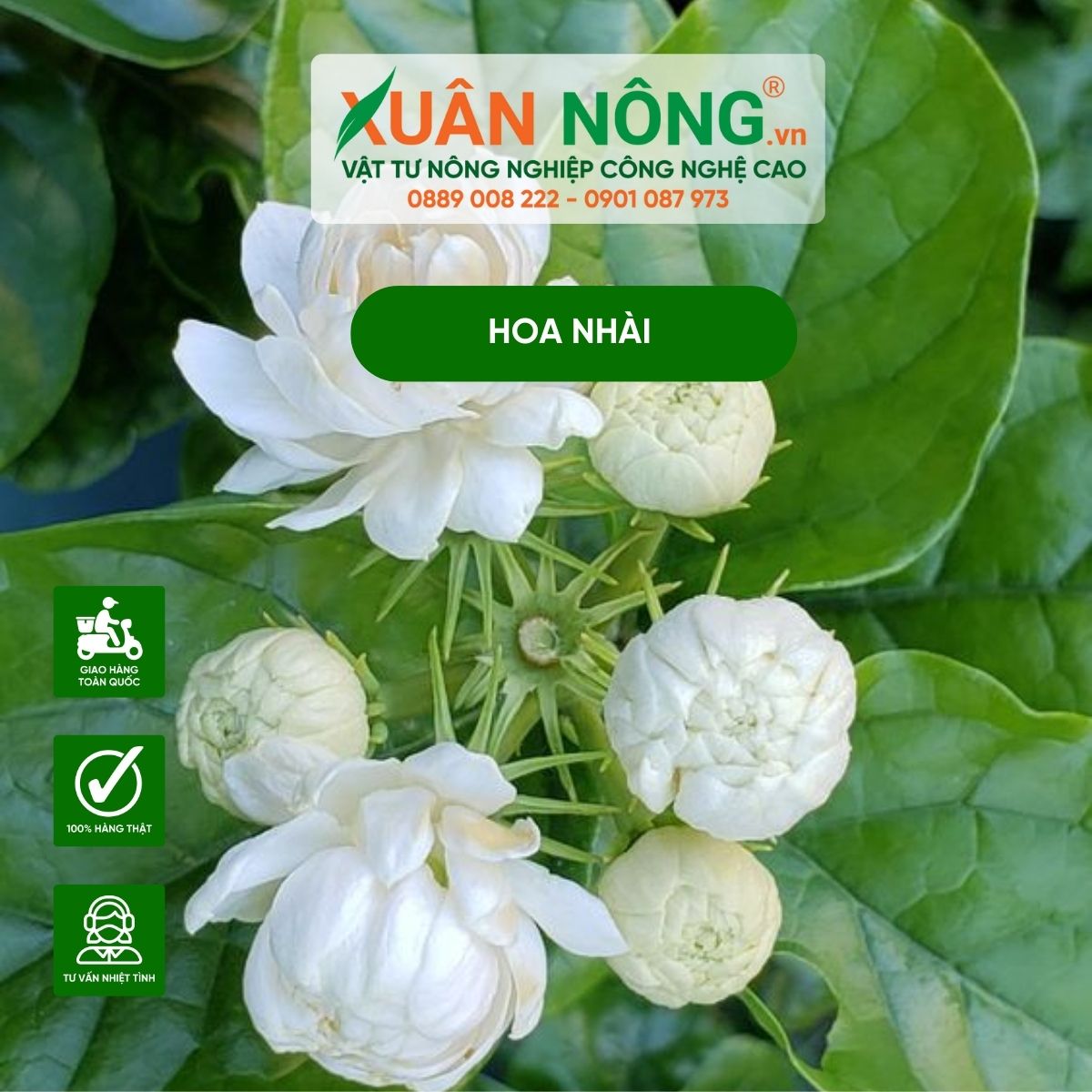 Hạt Nhài Là Gì? Gallery 2