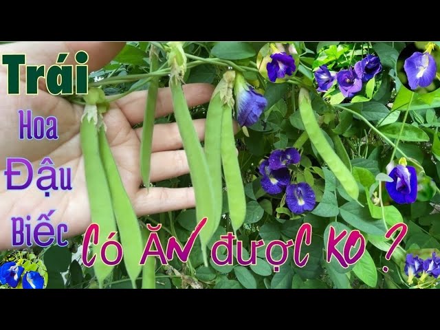 Trái Đậu Biếc Có Ăn Được Không? Gallery 1