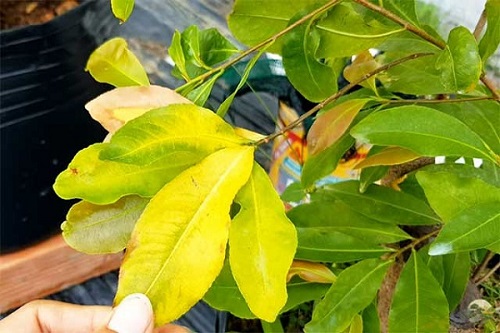Lá Cây Mai Vàng: Đặc Điểm, Công Dụng Và Ý Nghĩa Gallery 2