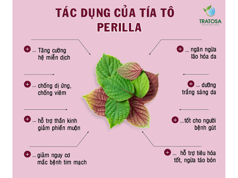Công dụng của lá tía tô