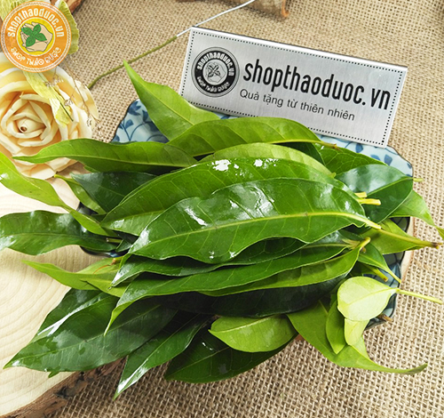 Cây Lá Vối Nếp Gallery 2