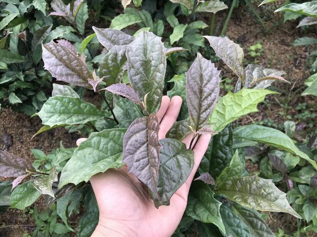 Công dụng của lá xạ đen tươi