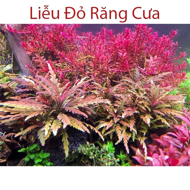 Liễu đỏ răng cưa Gallery 2