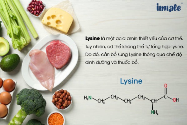 Công dụng của Lysine Gallery 2