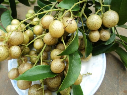 Mắt Mật: Nguồn gốc, ý nghĩa và ứng dụng Gallery 2