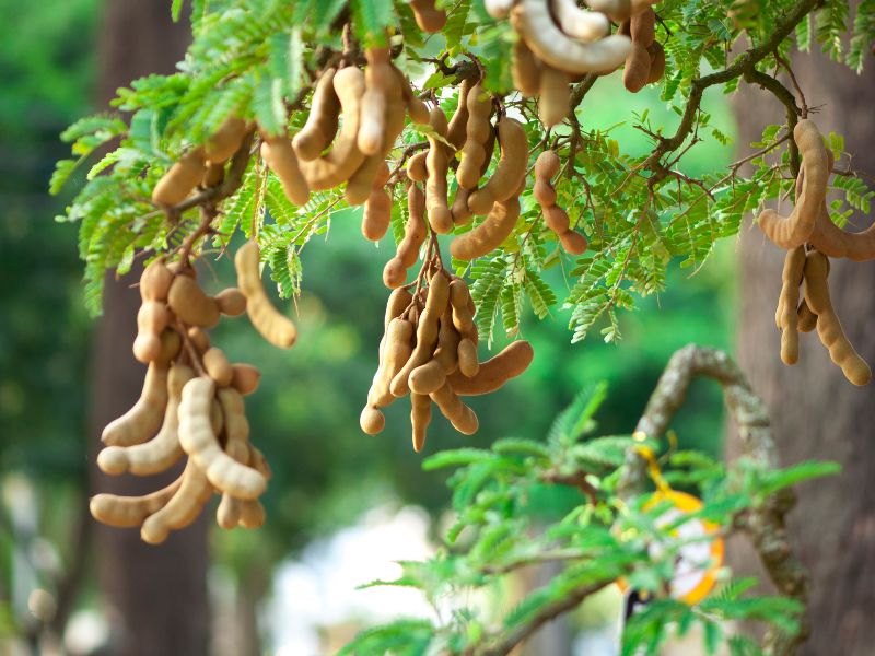 Me Tây - Nguồn Vitamin và Khoáng Chất Dồi Dào Gallery 2