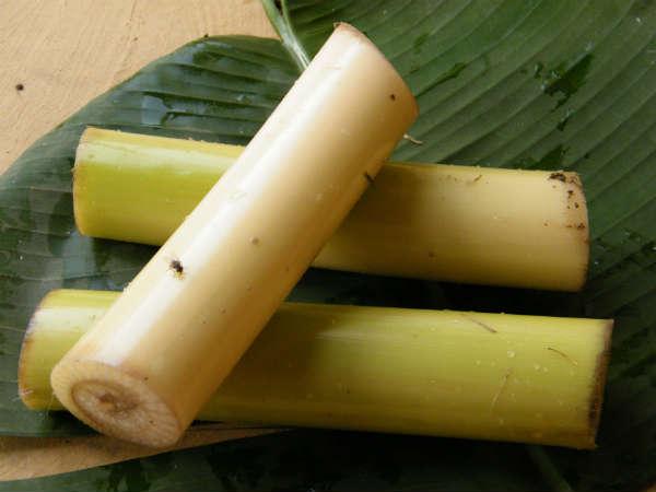 Công dụng của nõn chuối