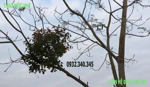 Tầm Gửi Cây Xoan: Đặc Điểm, Công Dụng Và Những Điều Cần Biết Gallery 2