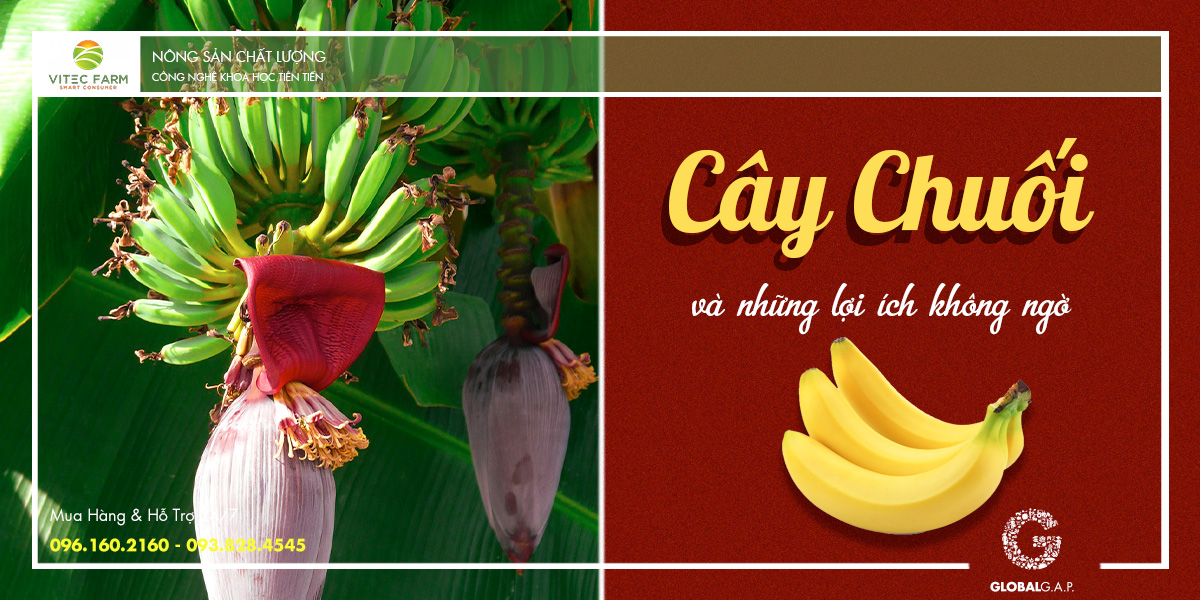 Công dụng của cây chuối trong đời sống Gallery 2