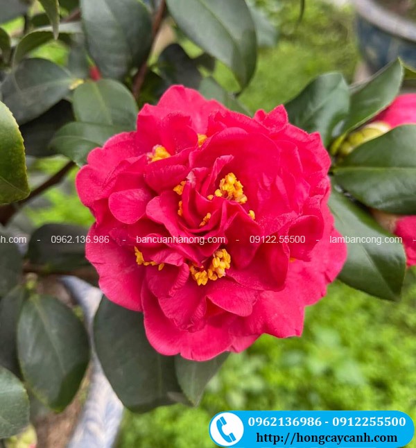Trà Thâm Bát Diện: Công dụng, cách dùng và những điều cần biết Gallery 1