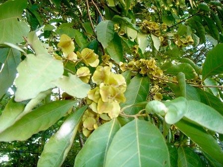 Trái Trâm Miền Bắc Gọi Là Gì? Gallery 2