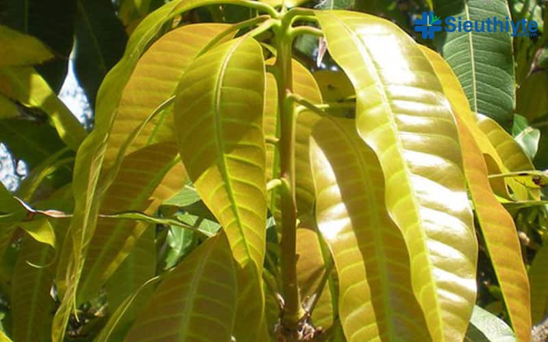 Công dụng tuyệt vời của lá xoài non