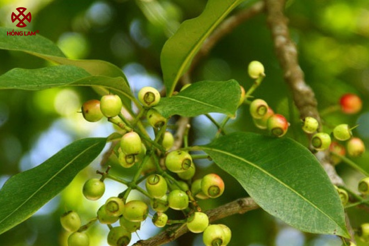 Công dụng tuyệt vời của nụ vối đối với sức khỏe