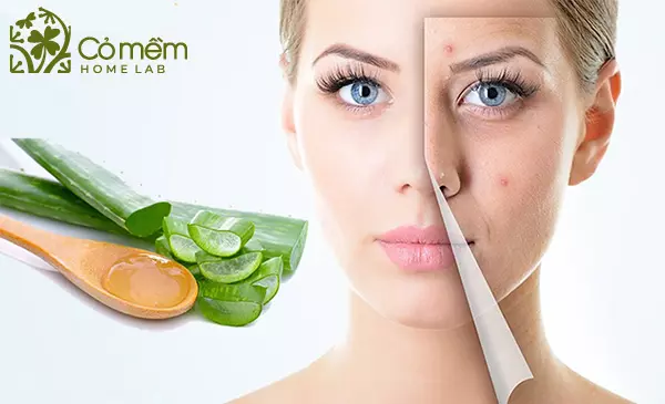 Mặt Nạ Nha Đam Tươi: Công Dụng, Cách Làm & Lợi Ích Gallery 1