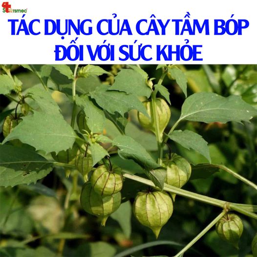 Cách Sử Dụng Cây Tầm Bóp Khô Gallery 1