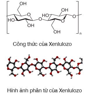 Công thức phân tử Xenlulozơ Gallery 2