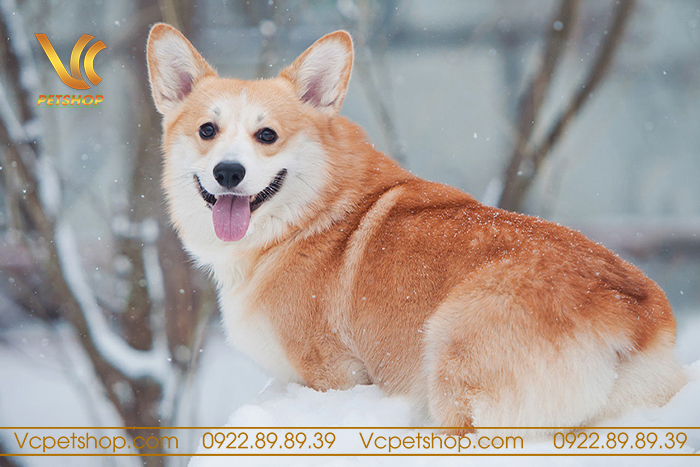 Chó Corgi Có Đuôi Không? Gallery 2