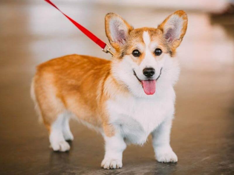 Corgi Lai Chó Ta: Sự Kết Hợp Hoàn Hảo?