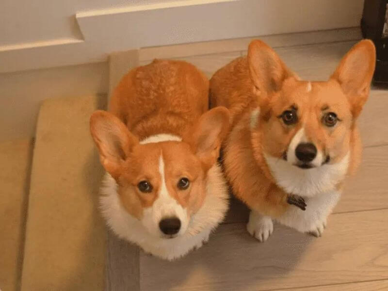 Corgi lông dài và lông ngắn: Sự khác biệt là gì?