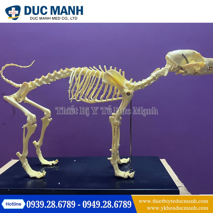 Cấu tạo xương chó Gallery 2