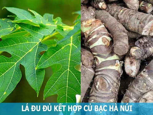 Củ Bạc Hà Núi và Lá Đu Đủ: Công Dụng và Cách Sử Dụng Gallery 2