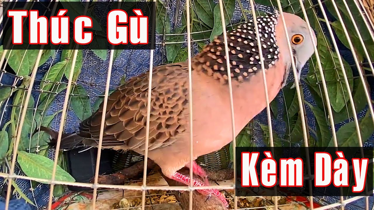 Cu Gáy Giọng Đồng: Đặc Điểm, Sinh Sống Và Những Điều Thú Vị