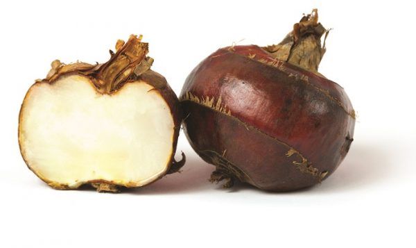 Củ Mã Thầy Có Tác Dụng Gì?