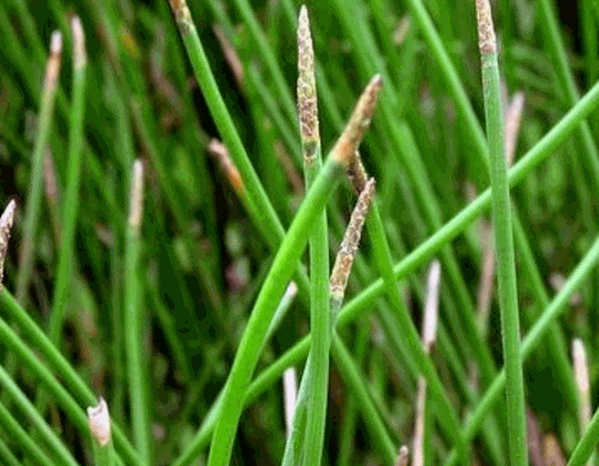 Củ Mã Thầy Mọc Ở Đâu?