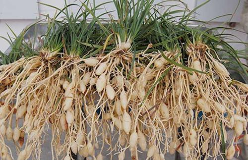 Củ Mạch Môn Có Tác Dụng Gì?