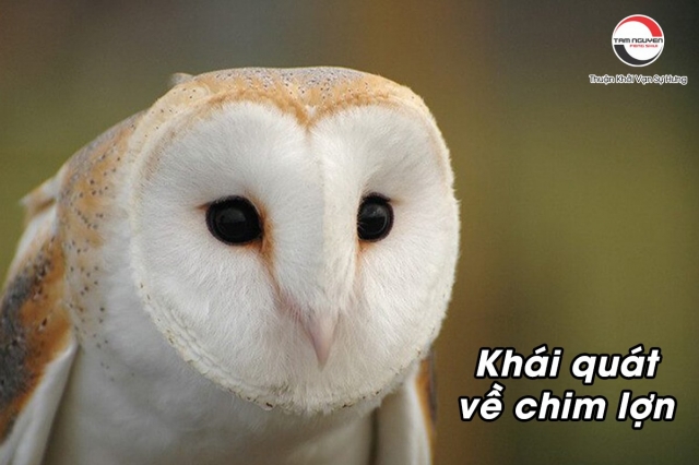 Cú mèo kêu 1 tiếng báo hiệu điều gì? Gallery 2