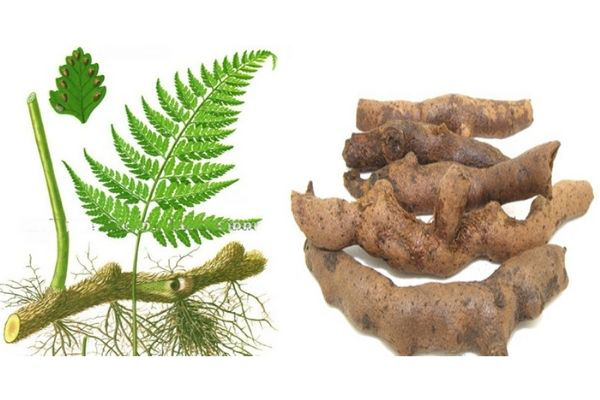 Củ Tắc Kè Đá: Công Dụng, Tác Dụng Phụ Và Cách Sử Dụng