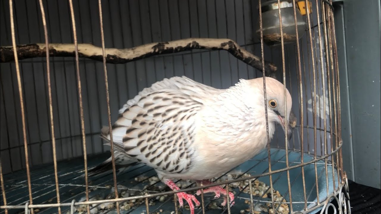 Cú Thái Vân Rồng