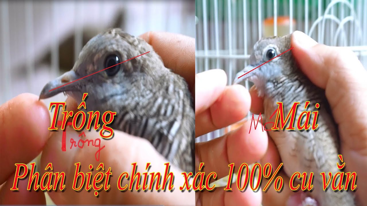 Phân Biệt Cu Vằn Trống Mái