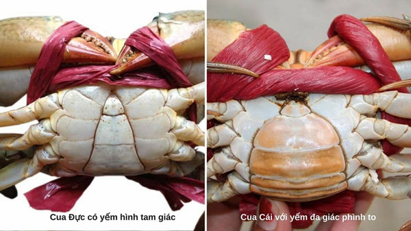Cua đực ngon hay cua cái ngon?