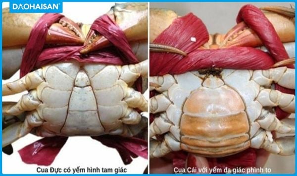 Cua đực ngon hay cua cái ngon? Gallery 1