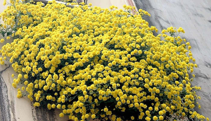 Cúc Chi Rủ Vàng