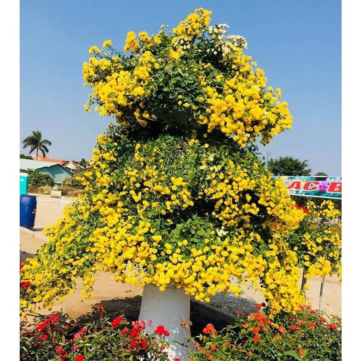 Cúc Chi Rủ Vàng Gallery 2