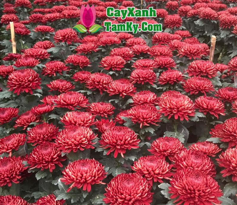 Cúc Đại Đóa Đỏ