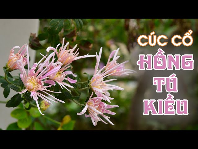 Cúc Hồng Tú Kiều Gallery 2