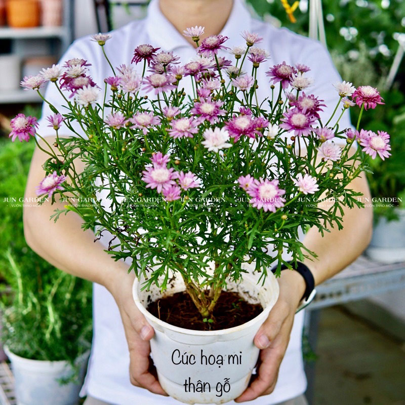 Cúc Thân Gỗ Nhiều Màu: Hướng Dẫn Trồng Trọt Và Chăm Sóc