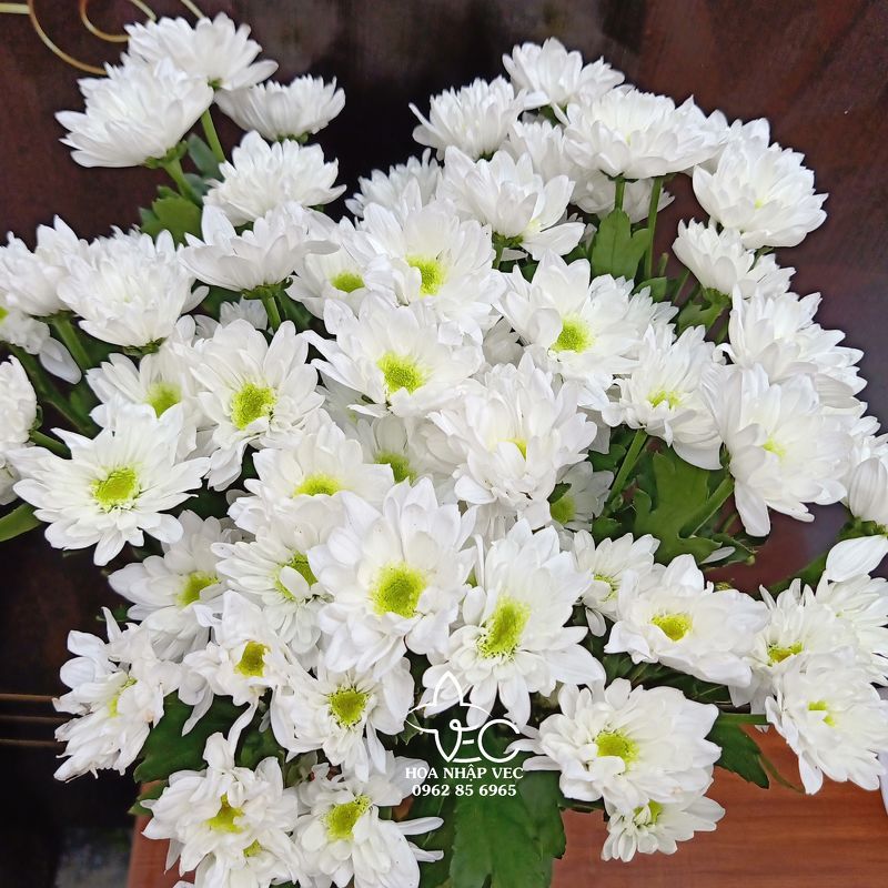 Cúc Trắng Nhụy Xanh
