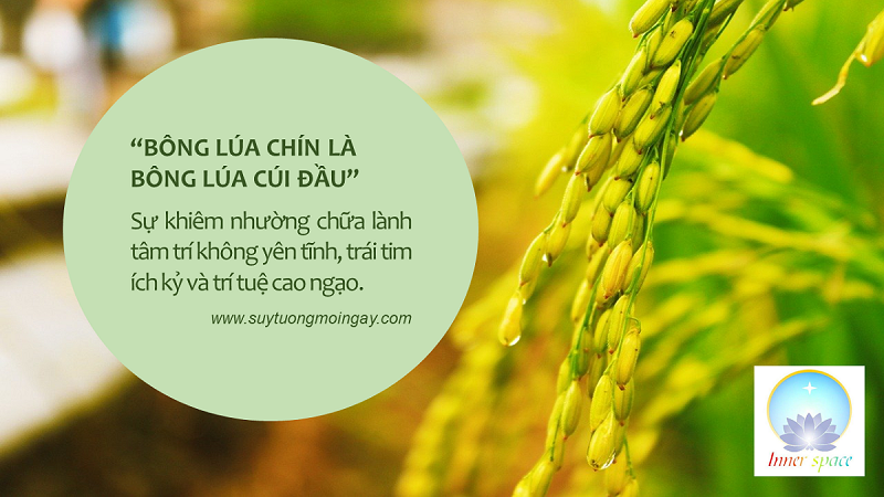 Cúi Đầu Là Bông Lúa Gallery 2