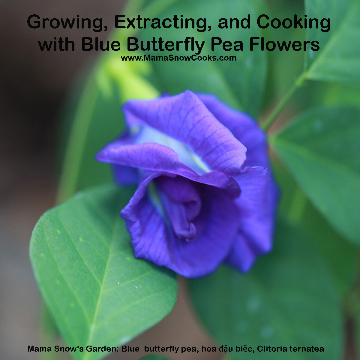 Butterfly Pea Flower Gallery 1