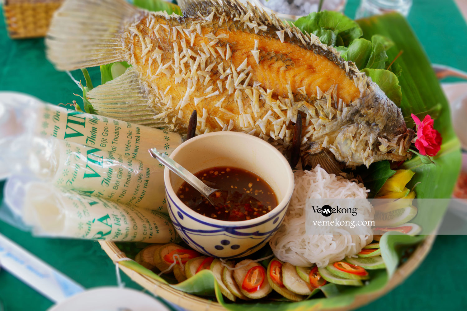 Elephant Ear Fish Gallery 2