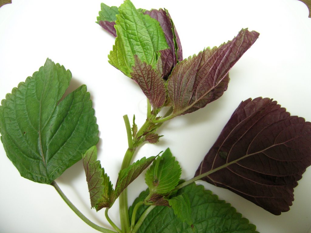 Spicy Wild Vegetables Gallery 2
